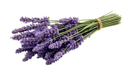 Vibrant bouquet of purple lavender flowers