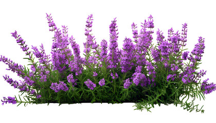Naklejka premium Vibrant bouquet of purple lavender flowers