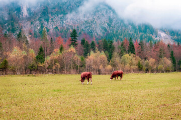Cows are grazing in the meadow. Logar valley or Logarska dolina in the Alps of Slovenia in autumn © Viktoriya