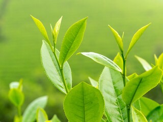 Fresh green tea leaf plantation
