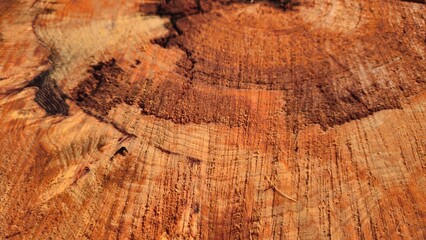 Close-up of a cut tree trunk showing dark and light growth rings and rough wood texture.