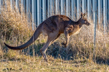 An Eastern Grey Kangaroo in the paddock
