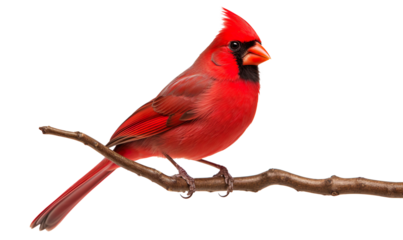 Vibrant Red Cardinal Perched on a Branch