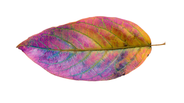 a leaf with a pink and purple pattern on it
