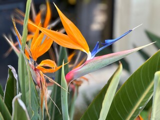 bird of paradise