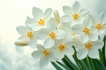 Cluster of delicate white flowers with bright yellow centers against a soft, blurred background conveying freshness and natural beauty