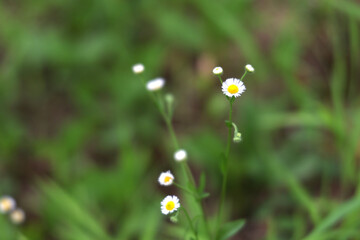 Close-Up of Wild Daisy with Soft Focus on Green Background in Korea