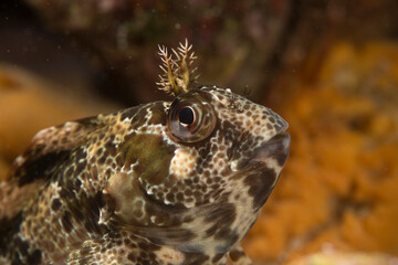 Bavosa gattoruggine -Parablennius gattorugine. Tompot blenny. Capo Caccia Park Alghero. Sardinia. Italy
