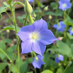 Butterfly pea at garden