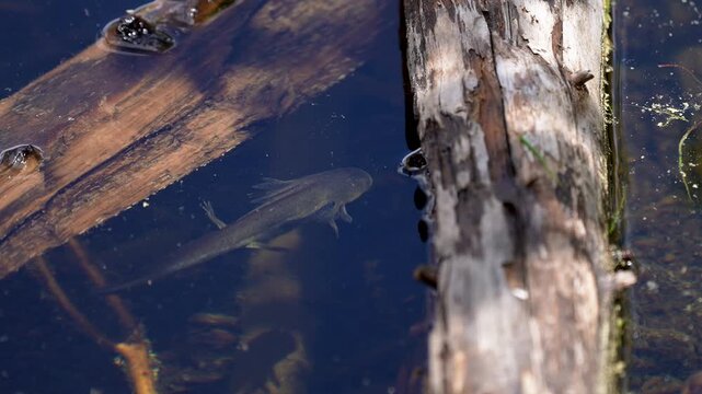 a western tiger salamander floats in a Rocky Mountain lake