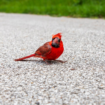 A cardinal sits on pavement with feathers in its beak.