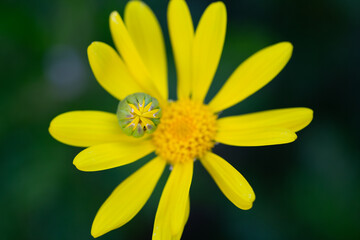 Buphthalmum Salicifolium, Yellow Willowleaf Oxeye, Common Daisy, Euryops Pectinatus, Grey-Leaved...