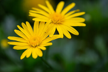 Buphthalmum Salicifolium, Yellow Willowleaf Oxeye, Common Daisy, Euryops Pectinatus, Grey-Leaved...