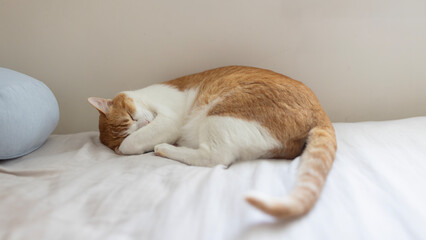ginger cat feel tired and sleep well at day time, cover its face