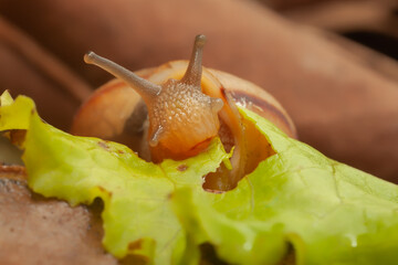 Asian trampsnail eating lettuce: Bradybaena similaris