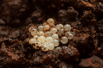 Asian trampsnail eggs: Bradybaena similaris