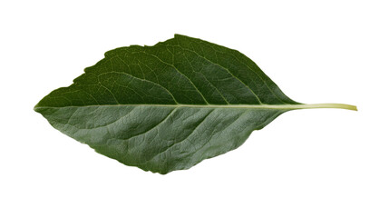 Obraz premium a leaf with a white background