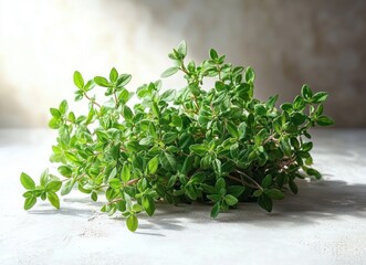 Fototapeta premium Fresh green herb sprigs with small oval leaves on a light textured surface with soft natural lighting
