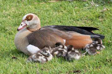 African Egyptian Goose with goslings