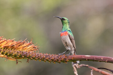 South African Southern Double-collard Sunbird