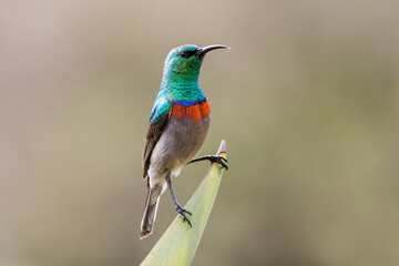 South African Southern Double-collard Sunbird