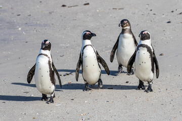 African Penguins walking on Boulders beach