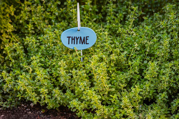 Thyme herb growing in garden.  Aromatic seasoning , cooking ingredient.