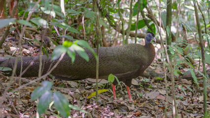 a male great argus in the rainforest of gunung leuser national park on sumatra, indonesia