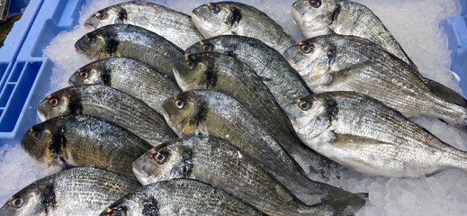 Multiple fresh gilt-head bream fish arranged in neat rows on crushed ice in a blue tray. seafood,...