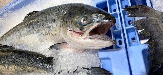 Close-up of a fresh salmon on crushed ice in a blue tray, mouth open and sharp teeth visible. seafood, intensity