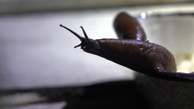 A close-up view of large, red and orange slugs, identified as the Arion vulgaris species. The unique color and texture of these common gastropods in their natural surroundings.