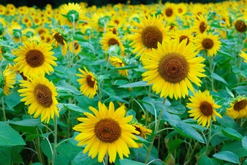 A field of 1 million sunflowers in Yokosuka