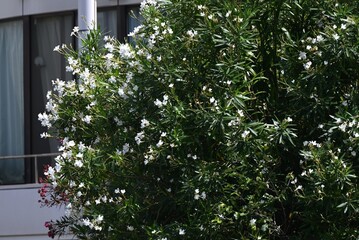 Oleander white flowers. Apocynaceae evergreen shrub. A poisonous plant. It blooms in summer with...