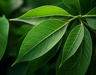 green leaves close up
