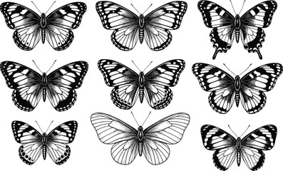Fototapeta premium Collection of Hand Drawn black silhouette butterflies. Vector illustration in vintage style.