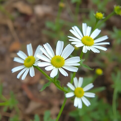 Obraz premium alba, antidote, asteraceae, ayurveda, ayurvedic, ayurvedic herbs, beautiful, bhringraj, daisy, dye, eclipta, eclipta alba, eclipta prostrata, ecliptae, false daisy, flower, fresh, garden, green, herb,