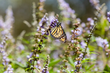 monarch butterfly on a flower