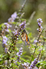 monarch butterfly on flower