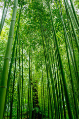 竹林