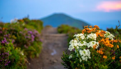 Obraz premium Mountain path with wildflowers at dusk