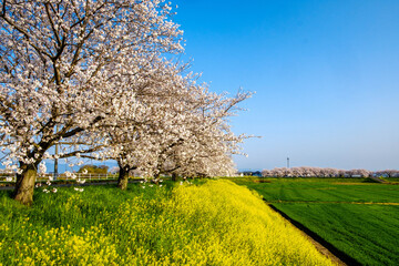 桜と菜の花