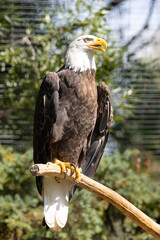 portrait of an american bald eagle