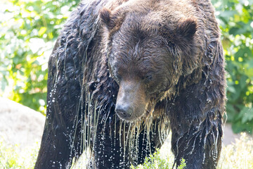 portrait of a soaking wet grizzly bear dripping water 