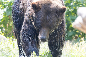 socking wet grizzly bear dripping water