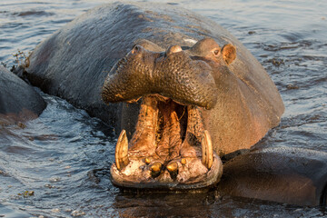 African Hippopotamus