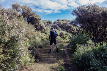 Fototapeta premium A man hikes a trail in Tawharanui Regional Park, New Zealand. He wears a backpack and cap, surrounded by flowering bushes and trees. He is exploring the natural landscape.