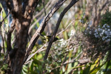 A tiny New Zealand bellbird rests on a branch, its yellow feathers catching the light. It pauses, alert, amidst the native bush. Tawharanui Regional Park,  New Zealand