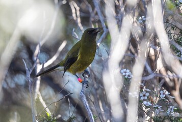 A tagged Bellbird perches on a branch in Tawharanui Regional Park. The bird is part of a research...