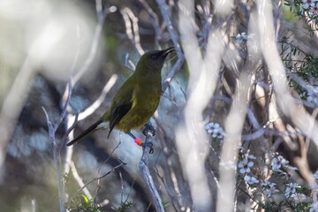 A tagged Bellbird perches on a branch in Tawharanui Regional Park. The bird is part of a research...