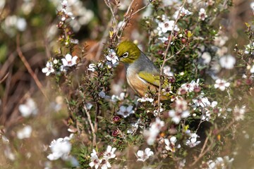 A Silvereye bird forages for nectar in a Manuka tree in full bloom in New Zealand. The bird is...